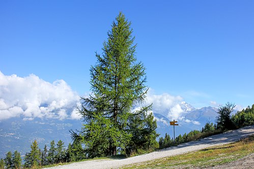 European larch